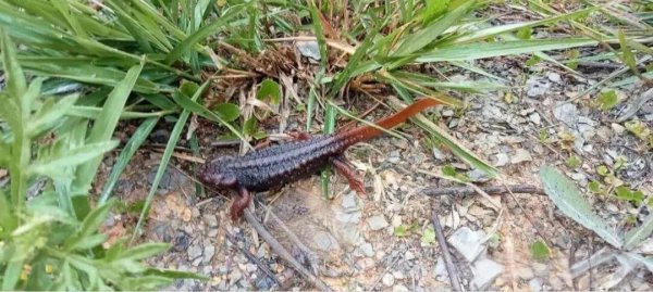 掌互通 “别放生，会害了它们！”：外来宠物蝾螈入侵，缅甸本土“龙”正面临灭顶之灾！